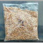 Wheat Grain